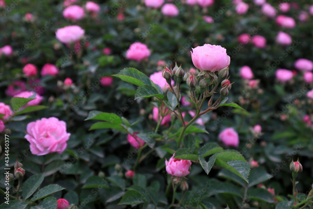 Blooming roses in the park, North China