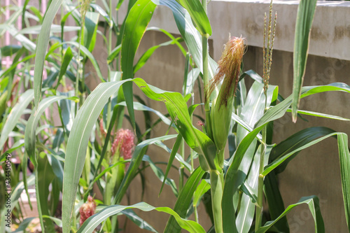Corn plants were planted around the house in a small area to serve as food.