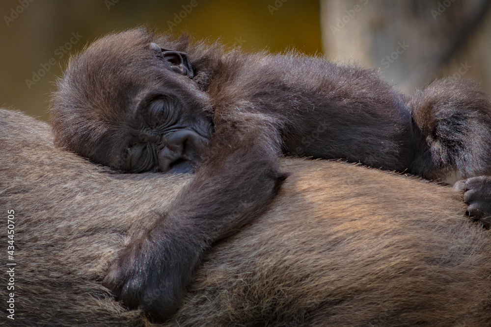 Obraz premium baby gorilla sleeping on mum