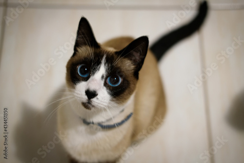 siamese cat looking up