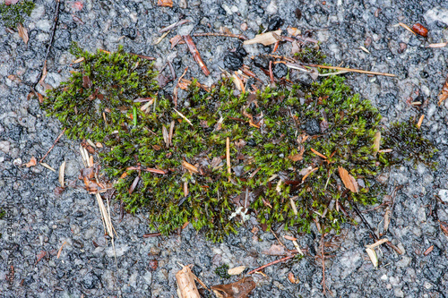 Andreaeopsida moss growing on an old asphalt road in the rain photo