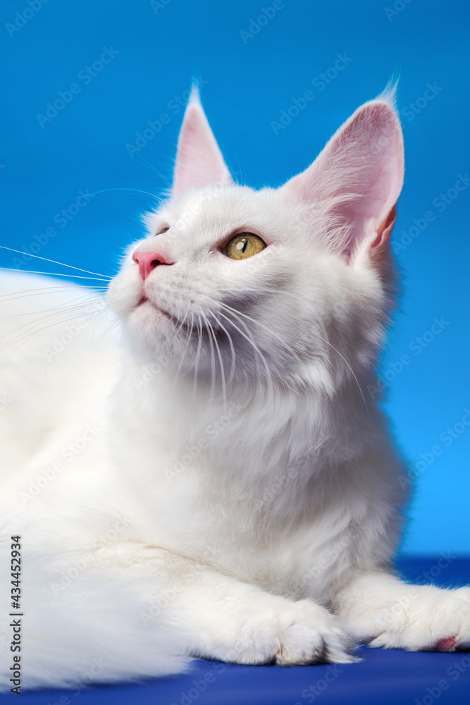 Lovely Maine Coon Cat - large domesticated longhair cat breed. Portrait of white color female American Forest Cat on blue background.