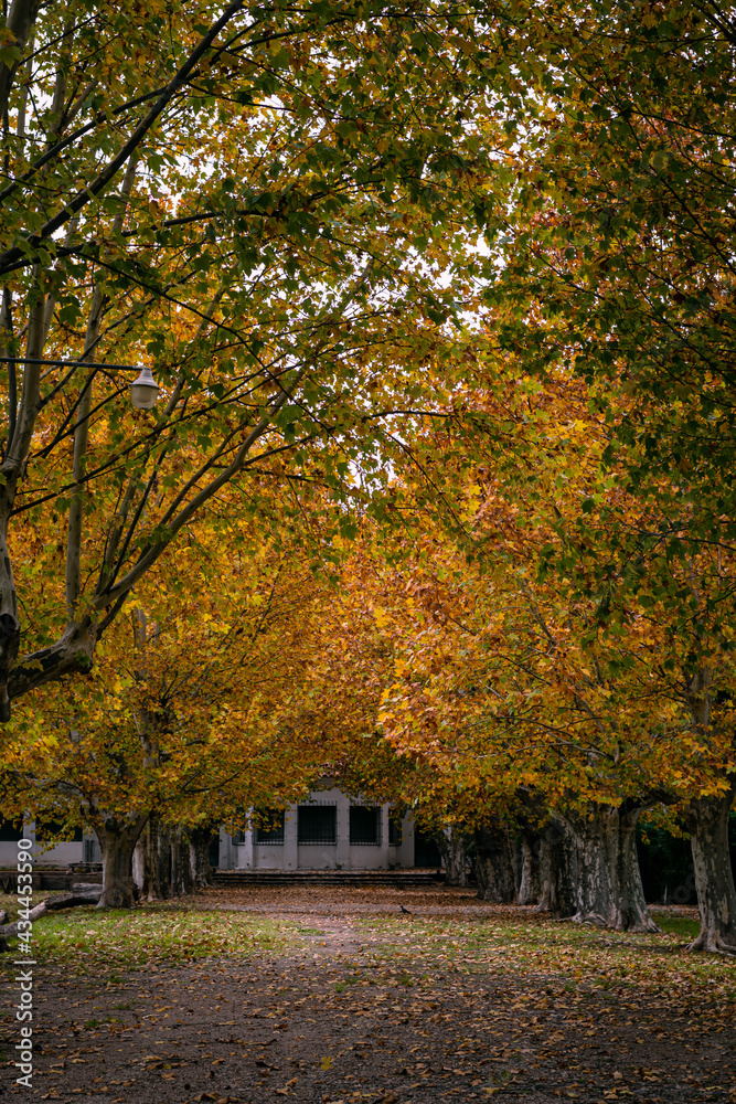 autumn leaves in cordoba argentina