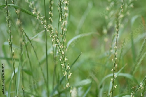 Perennial ryegrass flowers. Poaceae prennial grass.