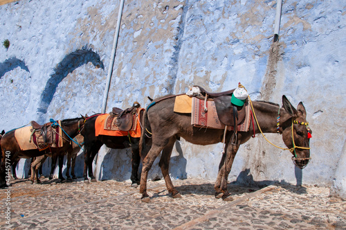 Group of donkeys in a row tied to a wall in a street on the island of Santorini in Greece.