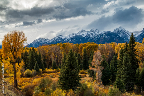 majestic snow capped Grand Teton mountain range surrounded by golden yellow colored aspen and birch trees in autumn. © Nathaniel Gonzales