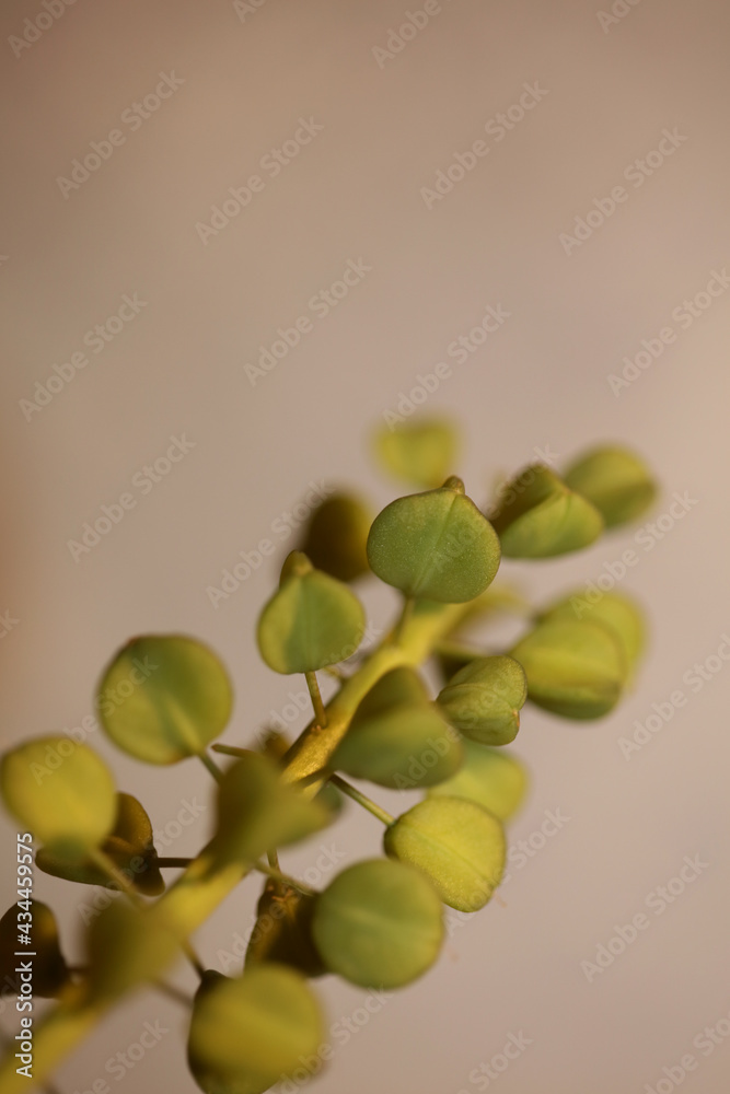 Wild flower fruits close up Muscari neglectum family asparagaceae modern botanical background high quality big size print Wild flower fruits close up Muscari neglectum family asparagaceae modern botanical background high quality big size print