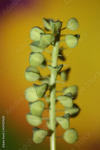 Wild flower fruits close up Muscari neglectum family asparagaceae modern botanical background high quality big size print