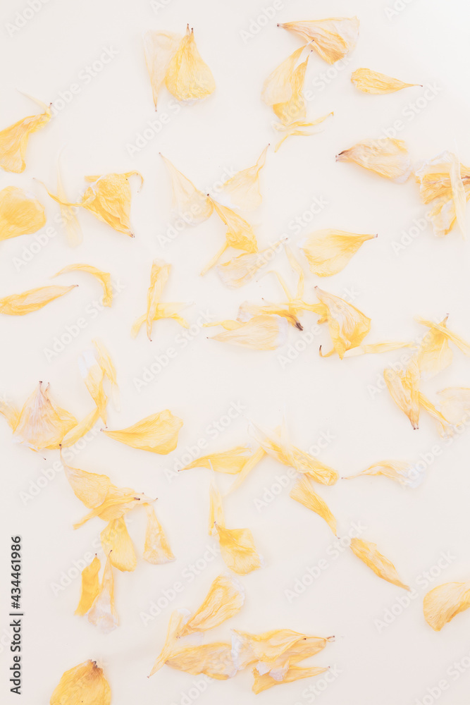 Obraz premium Collection of dried flower petals from a top down view; ranunculus petals scattered on a black background