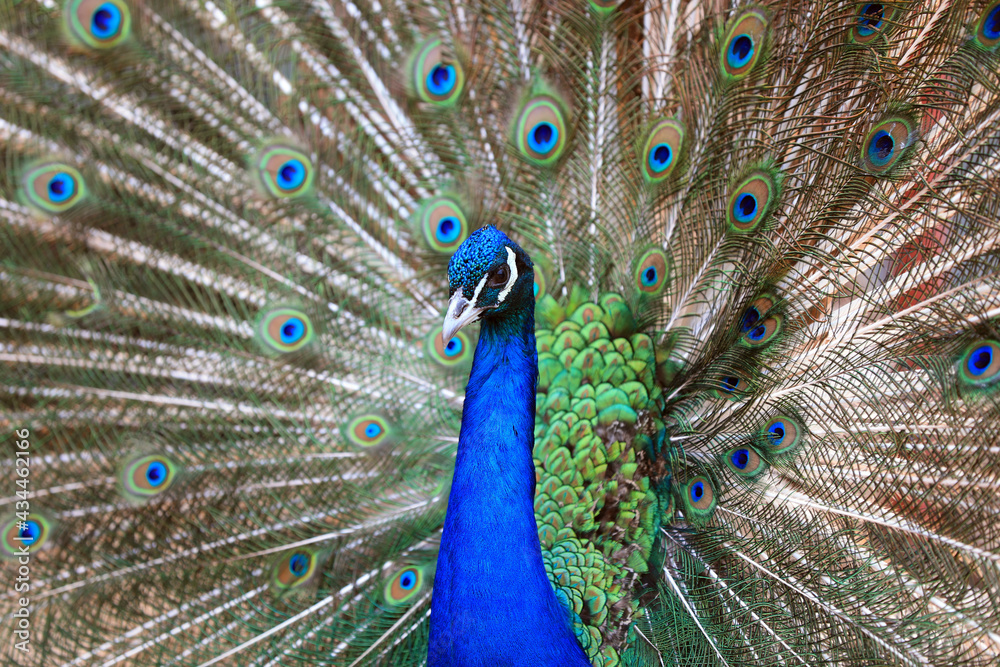 Naklejka premium Peacocks display beautiful feathers in the farm, North China