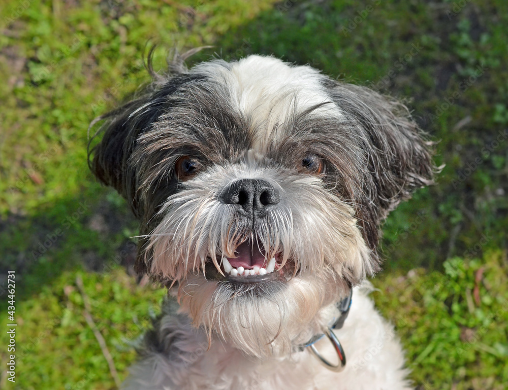 head of dog of shih tzu breed