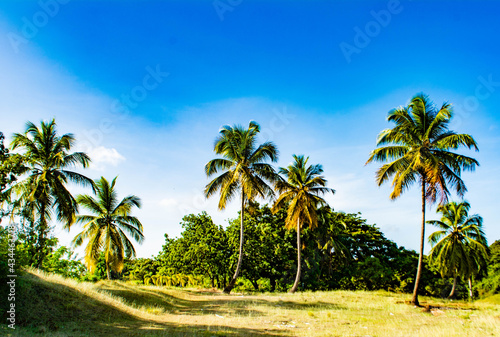 palma de coco-Coconut palm © luismanuel