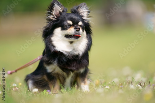 ひとやすみチワワ