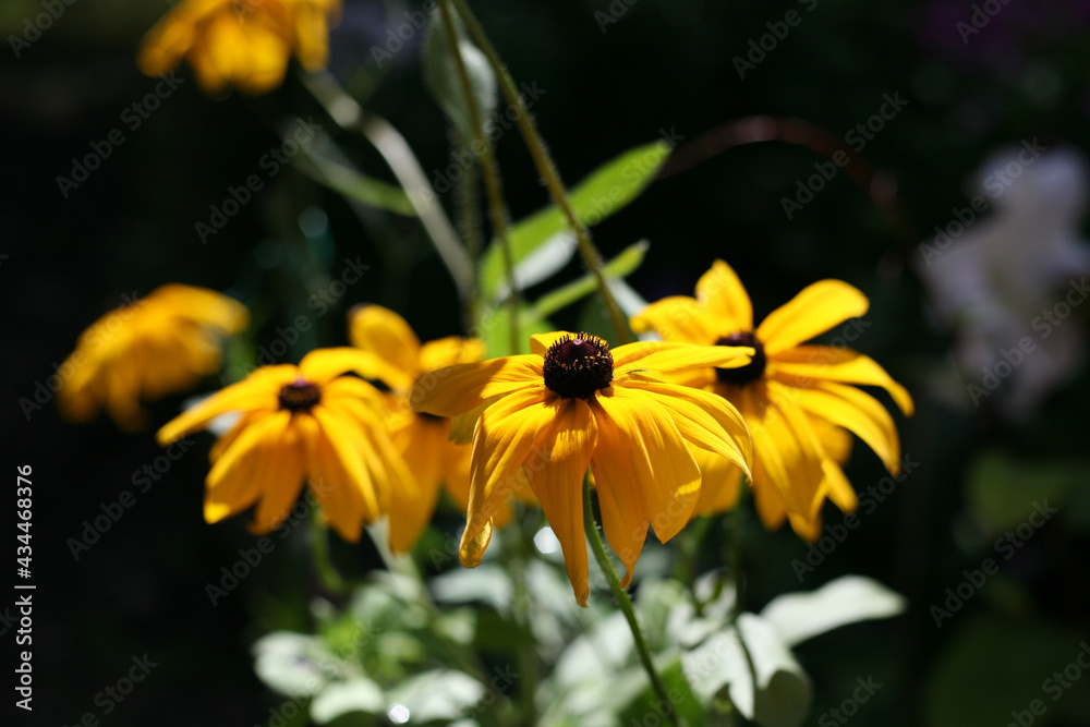 Fototapeta premium 花