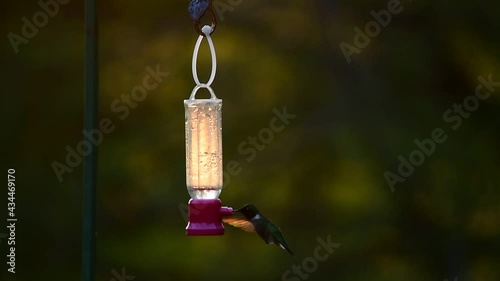 Hummingbird hovering at a small feeder in sunset light