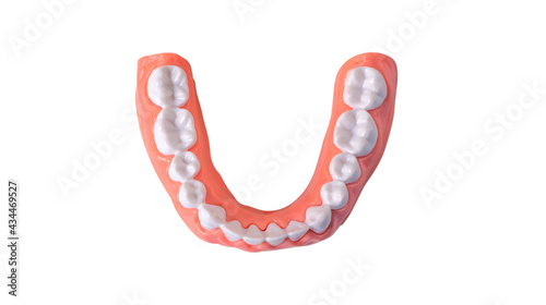 Plastic human teeth model placed on a white background,isolated with clipping path.Dental examination concept. Regular oral health is vital to oral health.
