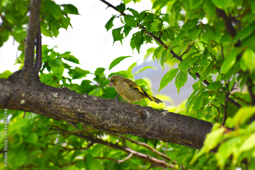木に止まるカワラヒワの幼鳥