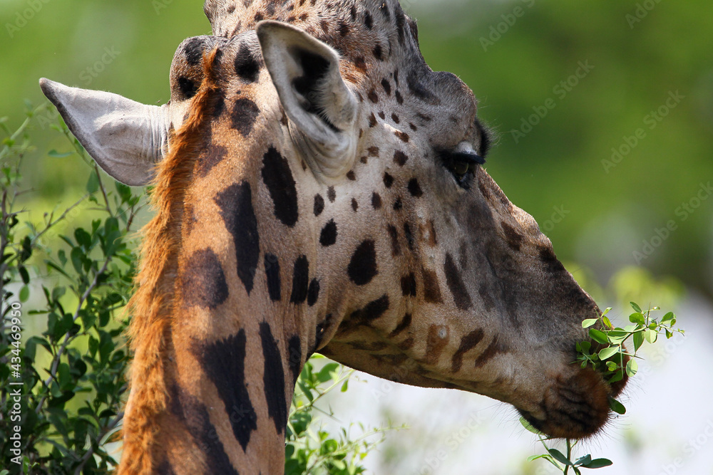 Fototapeta premium girafe (giraffa camelopardalis) 