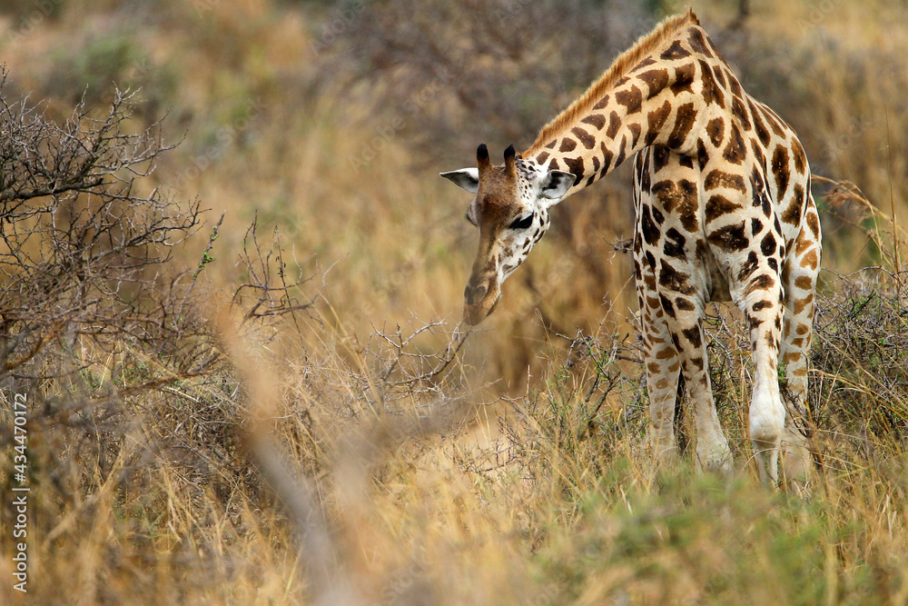 Obraz premium girafe (giraffa camelopardalis) 