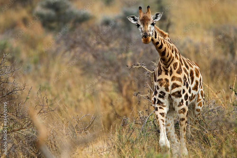 Obraz premium girafe (giraffa camelopardalis) 