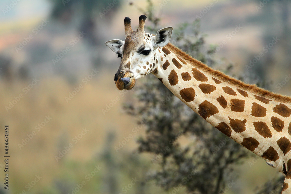 Obraz premium girafe (giraffa camelopardalis)