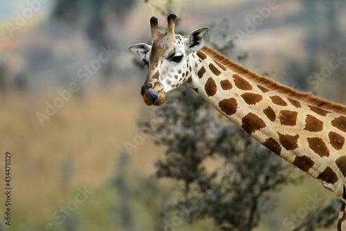 girafe (giraffa camelopardalis)
