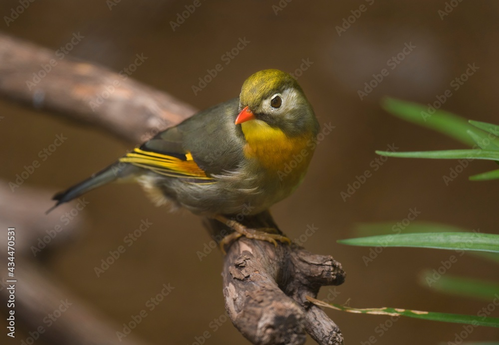 This image showcases a beautiful wild Red-billed Leiothrix (Leiothrix lutea) bird perched on a forest branch and looking backwards. This image showcases a beautiful wild Red-billed Leiothrix (Leiothrix lutea) bird perched on a forest branch and looking backwards.