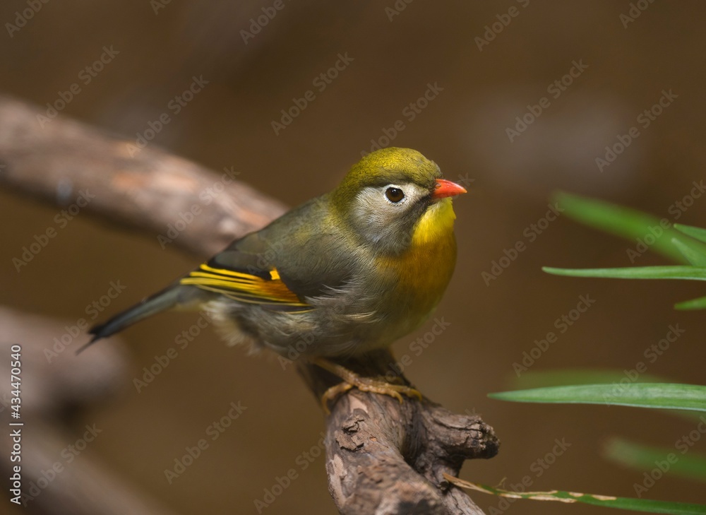 This photograph features a colorful small Red-billed Leiothrix (Leiothrix lutea) bird perched in the thickets and looking straight ahead. This photograph features a colorful small Red-billed Leiothrix (Leiothrix lutea) bird perched in the thickets and looking straight ahead.