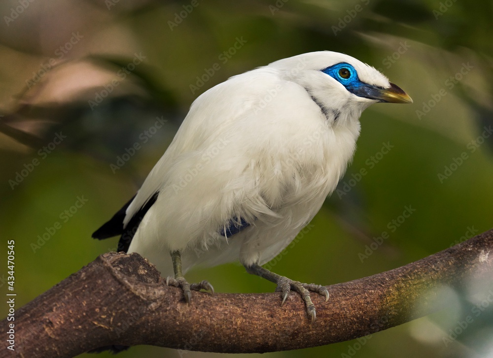 This image features a beautiful Bali Myna (Leucopsar rothschildi) bird with stunning blue feathers around it's eyes perched on a branch. This image features a beautiful Bali Myna (Leucopsar rothschildi) bird with stunning blue feathers around it's eyes perched on a branch.
