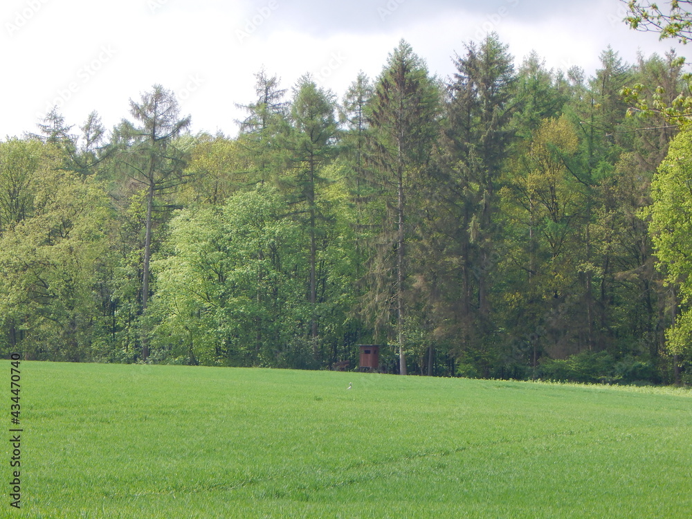 Fototapeta premium trees in the field