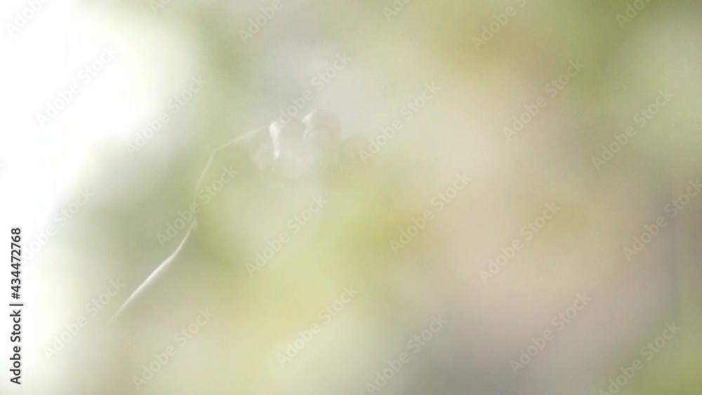 Hand of Asian man arranging the dish by sprinkling the spring onions
Hand of Asian man arranging the dish by sprinkling the spring onions