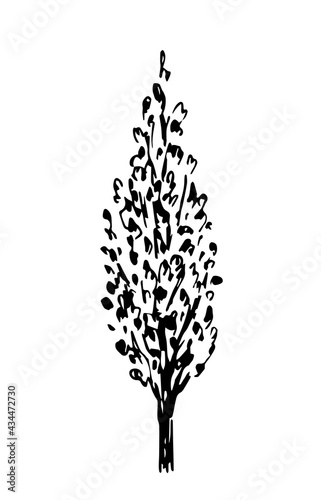 Simple hand-drawn vector drawing in black outline. Poplar tree isolated on white background. Summer nature. Landscaping, forest alley.