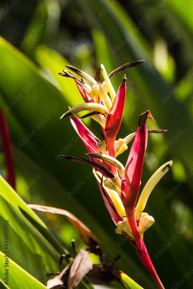 grasshopper on a flower grasshopper on a flower