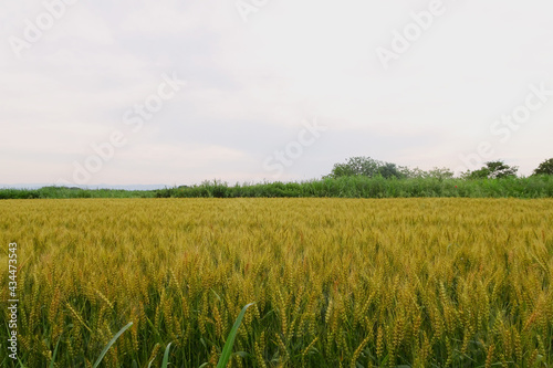 広い麦畑と空のコピースペース（オオムギ）／Hordeum vulgare