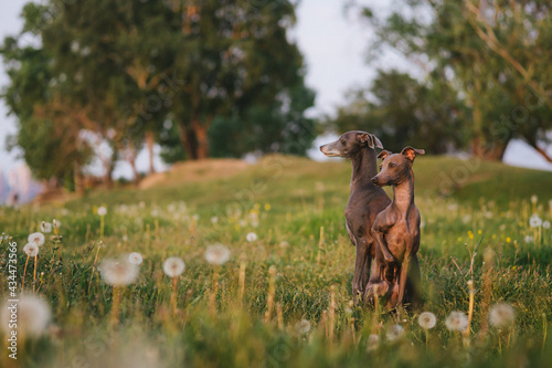 Two Italian greyhounds in a field of white dandelions in the light of the sun © Danila Shtantsov