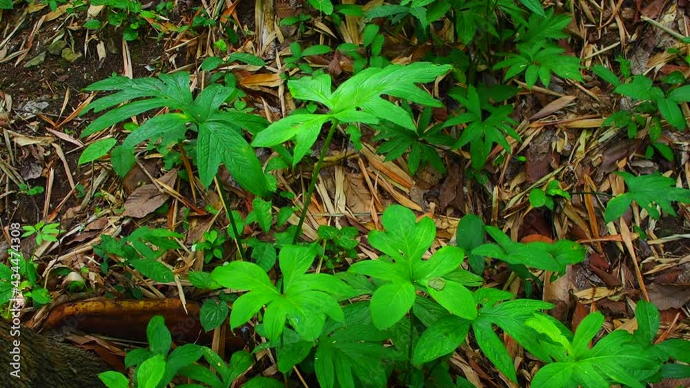 Tropical green leaves of Lasia spinosa on dark background, nature summer forest plant concept. Green leaves is a herbaceous plant of the Araceae family. Tropical green leaves of Lasia spinosa on dark background, nature summer forest plant concept. Green leaves is a herbaceous plant of the Araceae family.