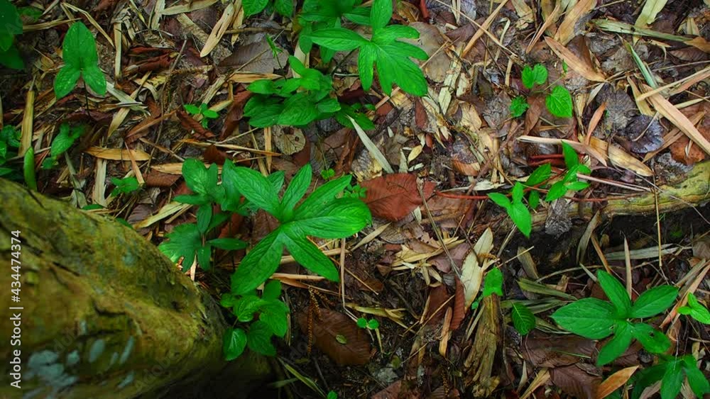 Tropical green leaves of Lasia spinosa on dark background, nature summer forest plant concept. Green leaves is a herbaceous plant of the Araceae family. Tropical green leaves of Lasia spinosa on dark background, nature summer forest plant concept. Green leaves is a herbaceous plant of the Araceae family.