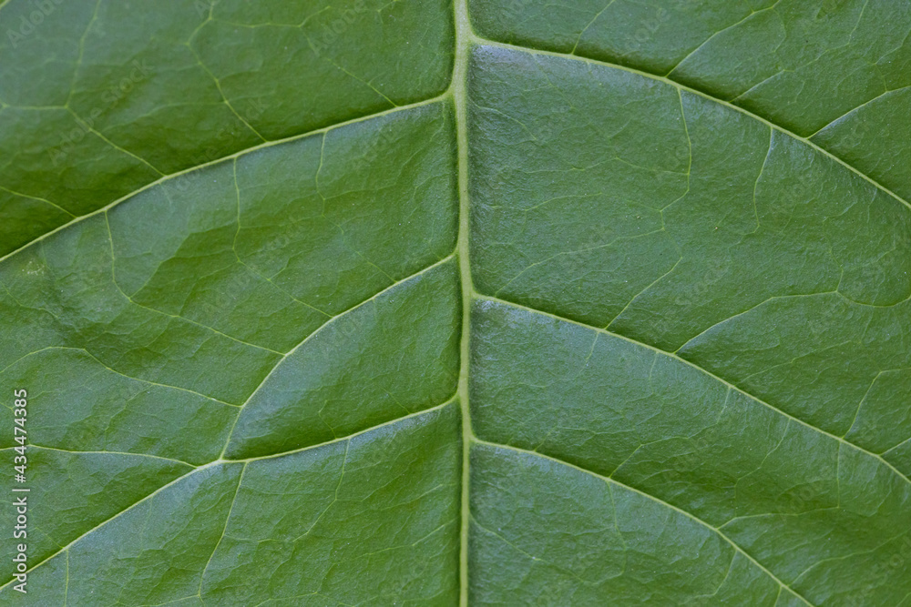 Obraz premium Macro of Leaf