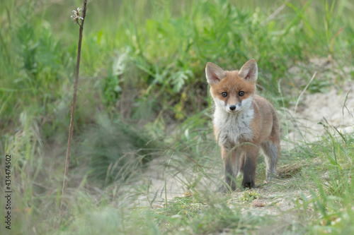 Kleiner , junger Fuchs steht und beobachtet
