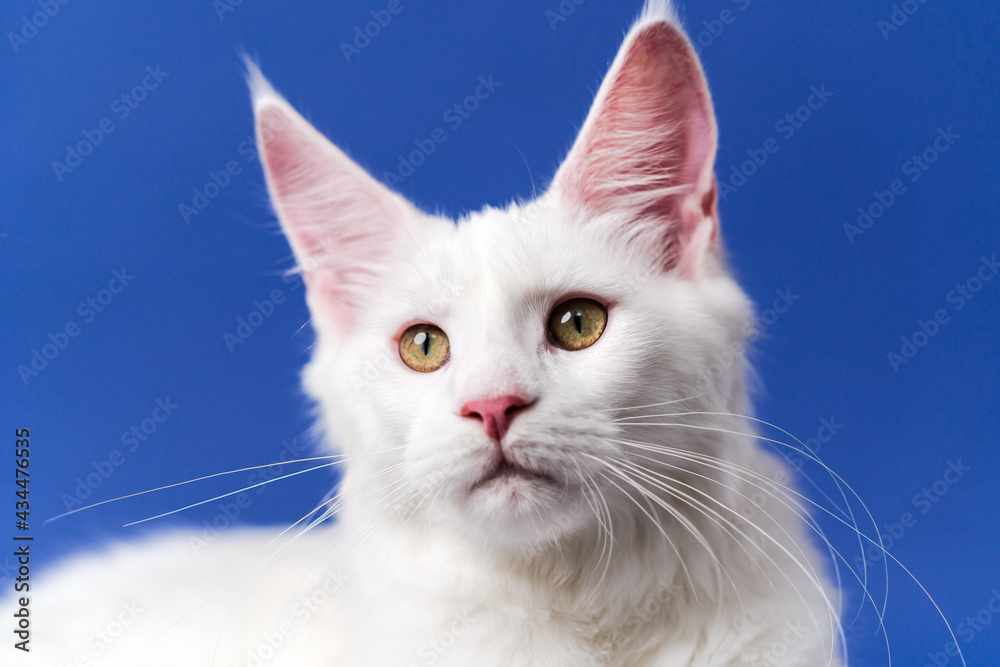 Close-up portrait of cute American Coon Cat looking at camera. Front view of lovely white color animal on blue background.
