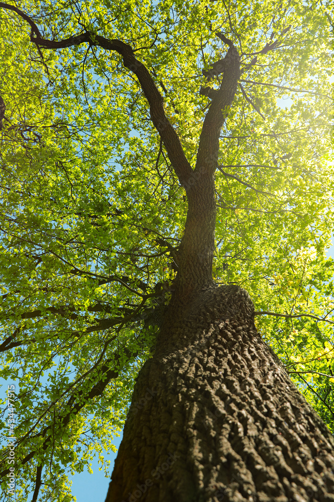 Naklejka premium Beautiful tree with green leaves outdoors on sunny day, low angle view