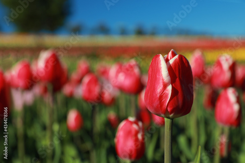 Blossoming tulips in field on sunny day  closeup. Space for text