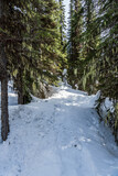 winter forest in mountains near Revelstoke brititish columbia