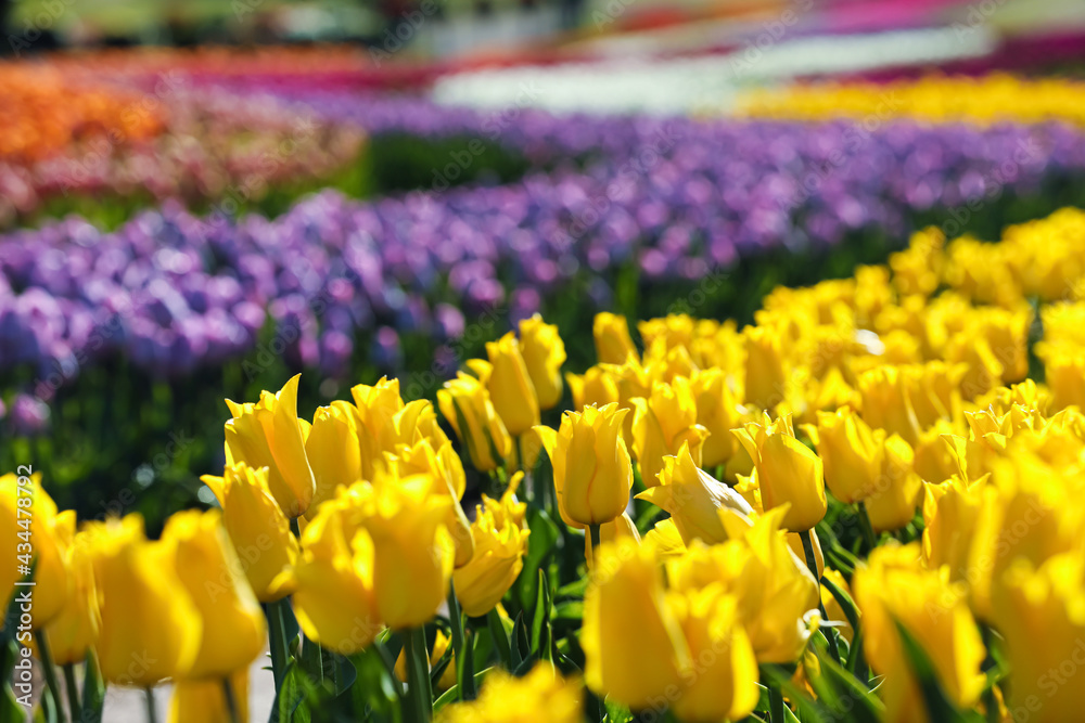 Obraz premium Beautiful view of field with blossoming tulips on sunny day