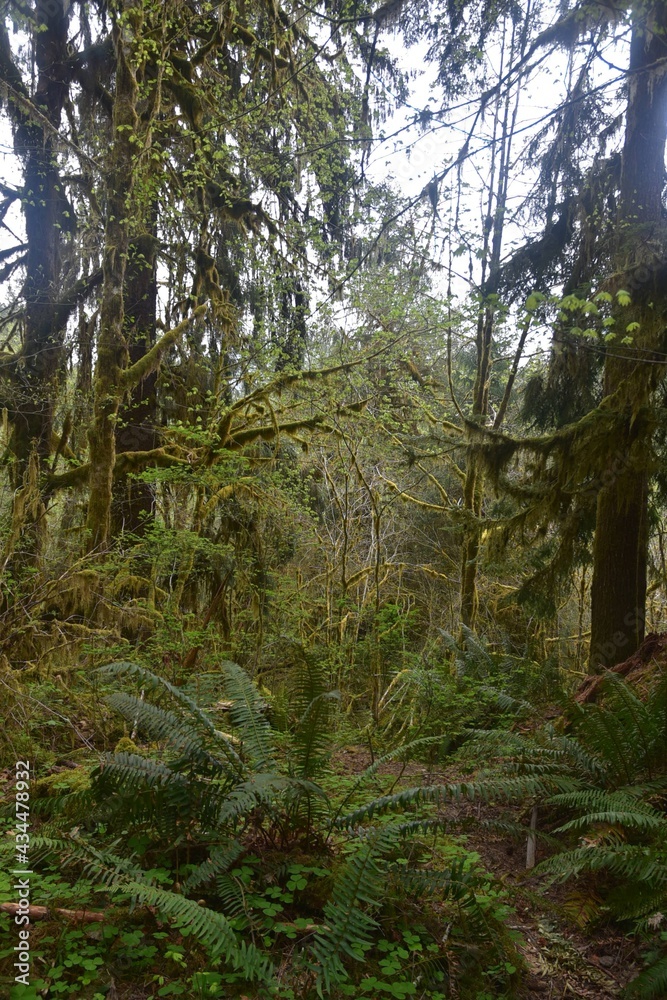 Travel Through a Fairy Tale - Hoh Rain Forest Trail in Olympic National Park Travel Through a Fairy Tale - Hoh Rain Forest Trail in Olympic National Park