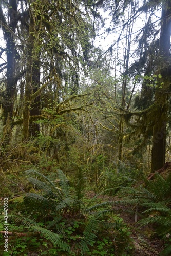 Travel Through a Fairy Tale - Hoh Rain Forest Trail in Olympic National Park © Stan