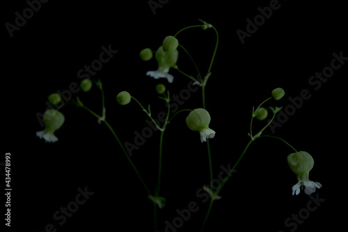 黒バックに浮かび上がる花