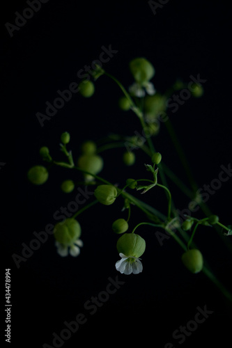 黒バックに浮かび上がる花