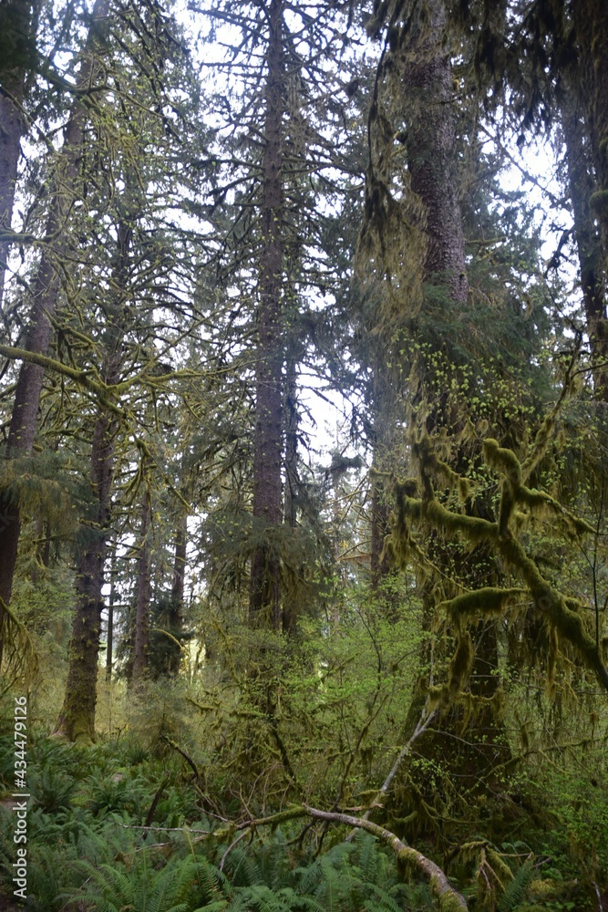 Travel Through a Fairy Tale - Hoh Rain Forest Trail in Olympic National Park