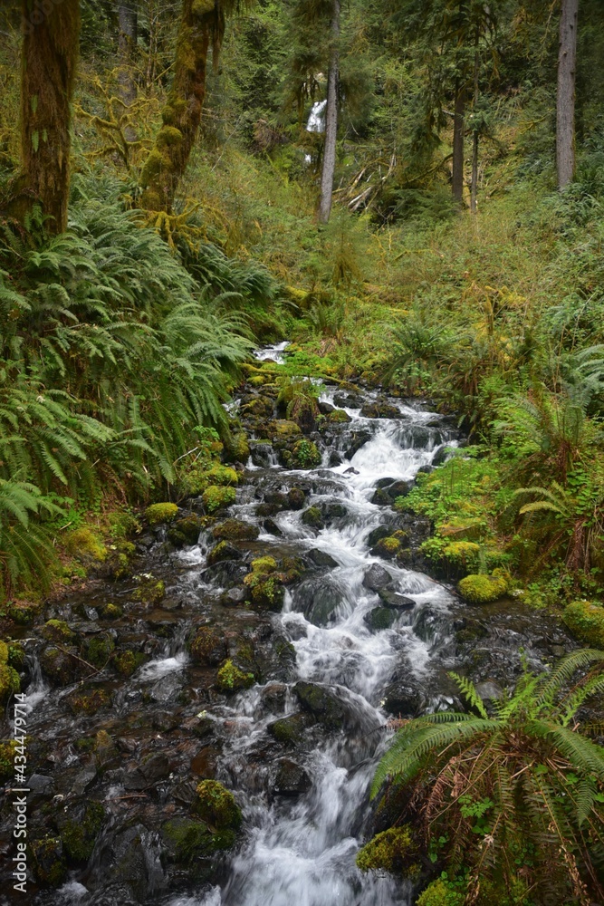 Travel Through a Fairy Tale - Hoh Rain Forest Trail in Olympic National Park Travel Through a Fairy Tale - Hoh Rain Forest Trail in Olympic National Park